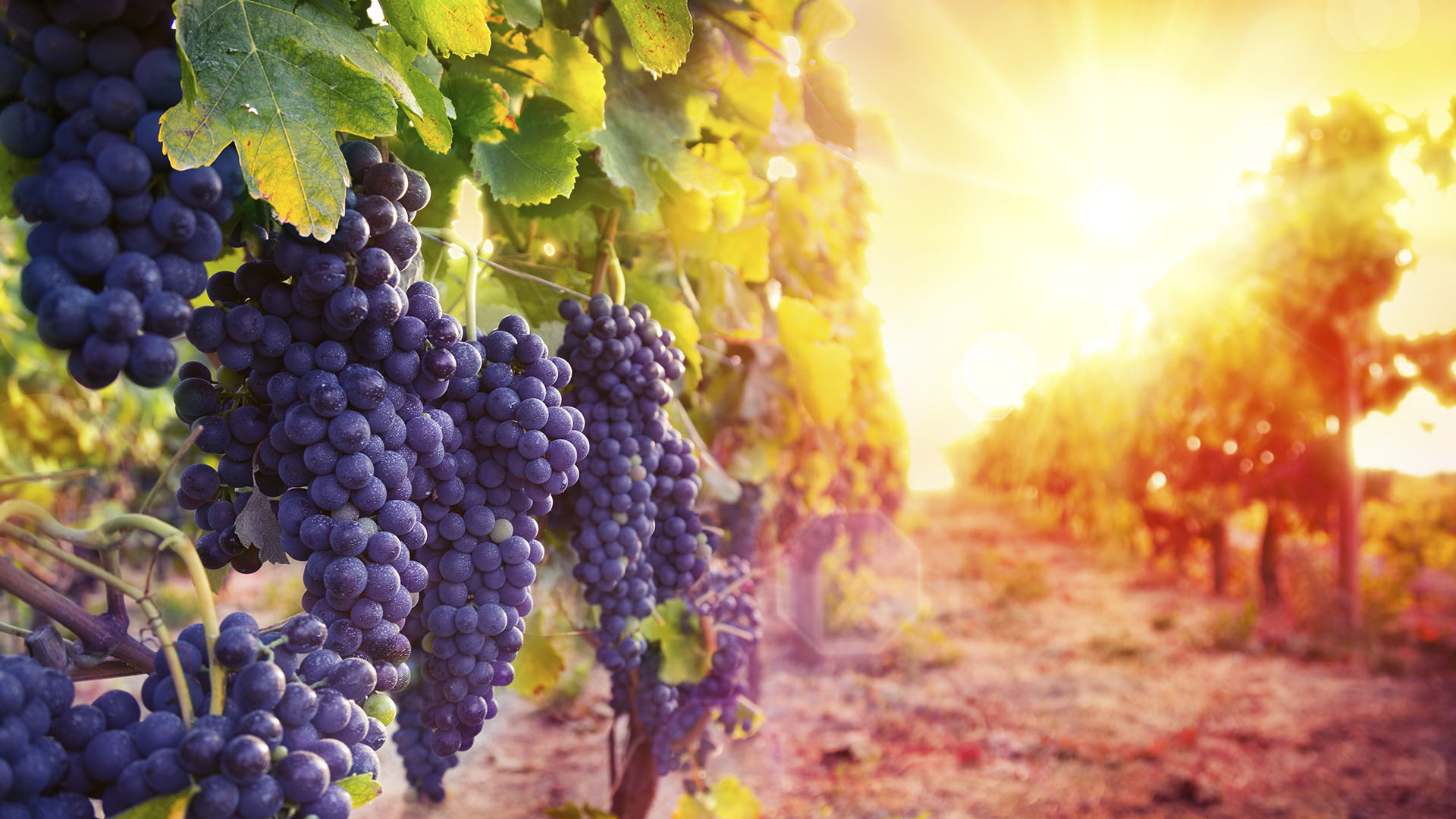 purple grapes in a vineyard at sunset